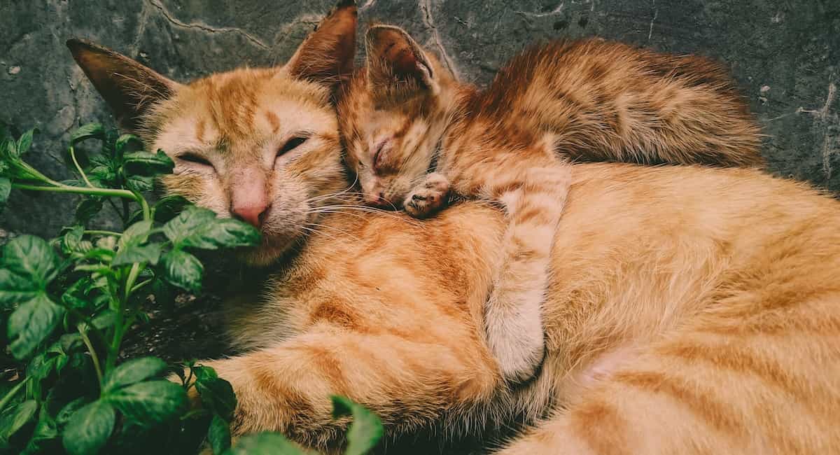 Why Catnip is Not Just for Cats